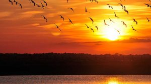 atardecer-llanero